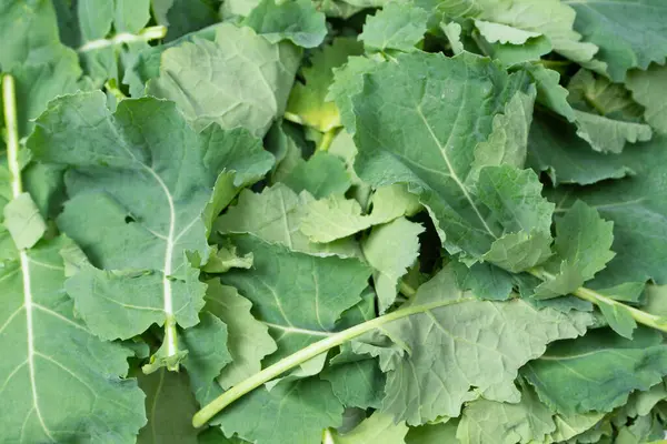 Arka plan olarak taze salata karışımı. Üst görünüm. 