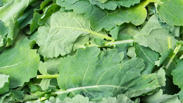 Arka plan olarak taze salata karışımı. Üst görünüm. 