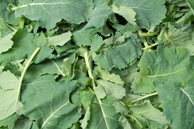 Arka plan olarak taze salata karışımı. Üst görünüm. 