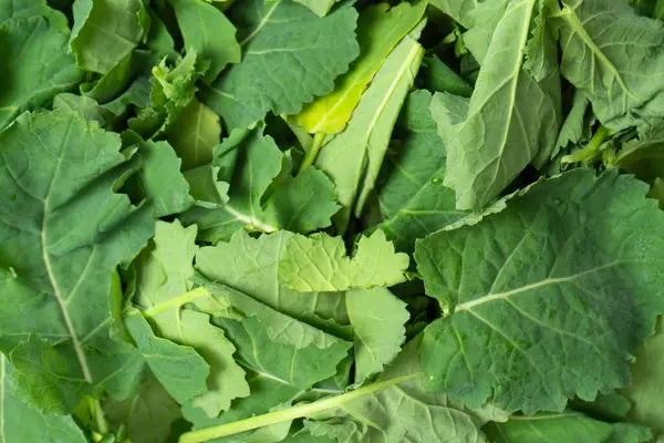 Arka plan olarak taze salata karışımı. Üst görünüm. 