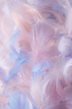 Renkli tüy arkaplanı, üst görünüm. 