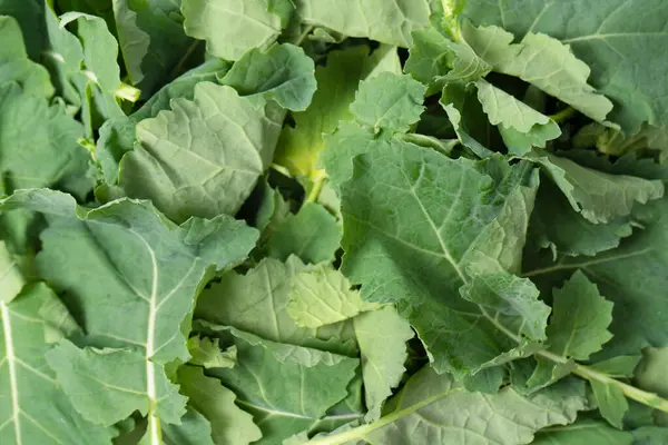 Arka plan olarak taze salata karışımı. Üst görünüm. 