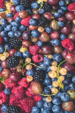 Bektaşi üzümü, yabanmersini, dut, ahududu, beyaz ve kırmızı frenk üzümü arka plan. 