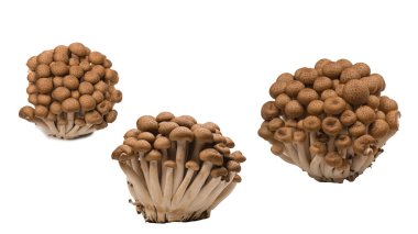 Raw beech mushrooms isolated on a white background. 