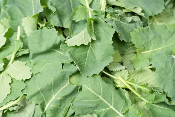 Arka plan olarak taze salata karışımı. Üst görünüm. 