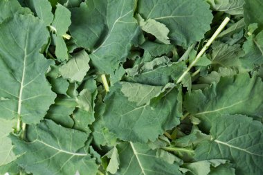 Arka plan olarak taze salata karışımı. Üst görünüm. 