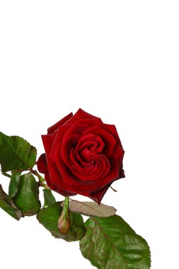 Beyaz arka planda izole edilmiş güzel kırmızı gül..