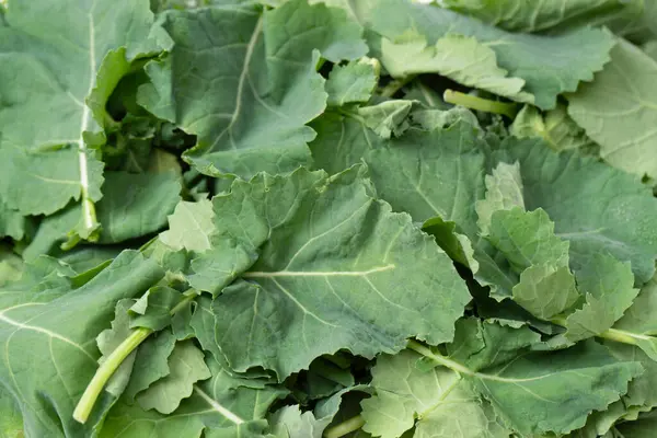 Arka plan olarak taze salata karışımı. Üst görünüm. 