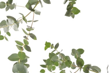 Beyaz arka planda izole edilmiş taze okaliptüs filizi.. 