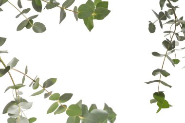 Beyaz arka planda izole edilmiş taze okaliptüs filizi.. 