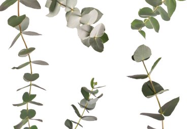 Beyaz arka planda izole edilmiş taze okaliptüs filizi.. 