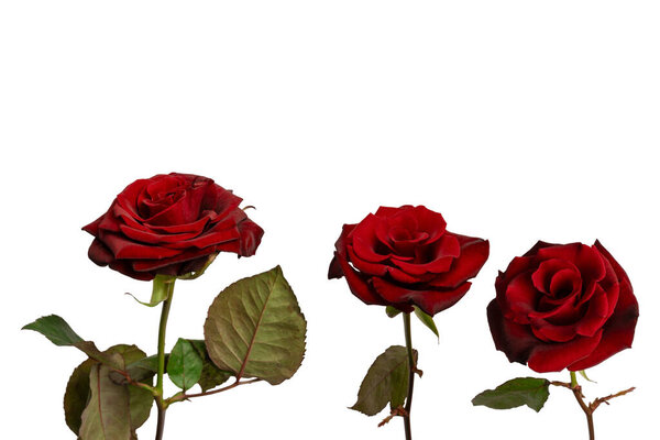 Красивая красная роза изолированы на белом фоне.