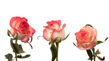 Pembe ve beyaz arkaplanda izole edilmiş güzel bir gül.. 