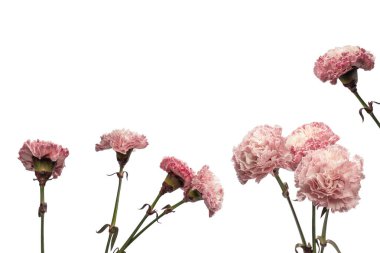 Pembe güzel karanfil çiçeği beyaz bir arkaplanda izole edilmiş.. 