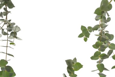 Beyaz arka planda izole edilmiş taze okaliptüs filizi.. 