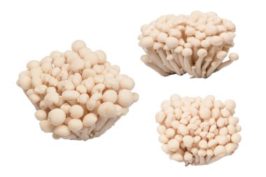 Raw white beech mushrooms isolated on a white background. 