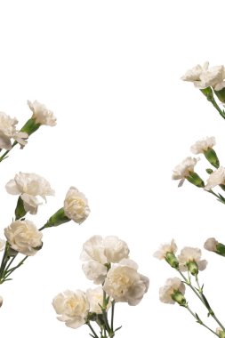 Beyaz bir arka planda izole edilmiş güzel karanfil çiçeği.. 