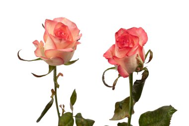 Pembe ve beyaz arkaplanda izole edilmiş güzel bir gül.. 