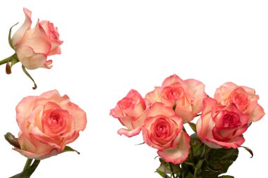 Pembe ve beyaz arkaplanda izole edilmiş güzel bir gül.. 