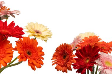 Beyaz arka planda izole edilmiş renkli Gerbera çiçekleri.. 