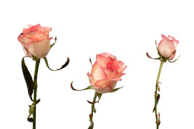 Pembe ve beyaz arkaplanda izole edilmiş güzel bir gül.. 