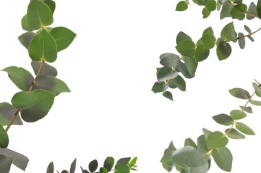 Beyaz arka planda izole edilmiş taze okaliptüs filizi.. 