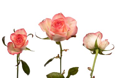 Pembe ve beyaz arkaplanda izole edilmiş güzel bir gül.. 