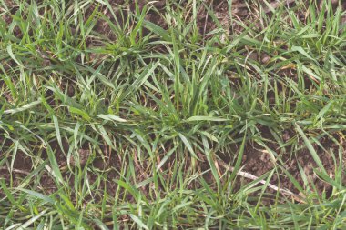 Çatlak toprak ve yeşil çimenler doku olarak kullanılıyor. Bahar. Üst görünüm. 