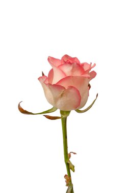 Pembe ve beyaz arkaplanda izole edilmiş güzel bir gül.. 
