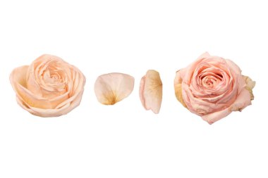 Beyaz arka planda izole edilmiş kuru pembe gül. Kuru çiçek.