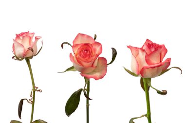 Pembe ve beyaz arkaplanda izole edilmiş güzel bir gül.. 