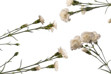 Beyaz bir arka planda izole edilmiş güzel karanfil çiçeği.. 