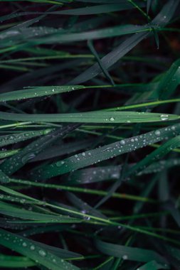 Arka planda yağmur damlaları olan yeşil çimenler. Üst görünüm. 