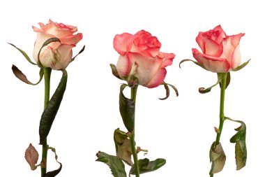 Pembe ve beyaz arkaplanda izole edilmiş güzel bir gül.. 