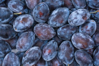 Taze erikler. Üst Manzara. Organik yiyecekler.