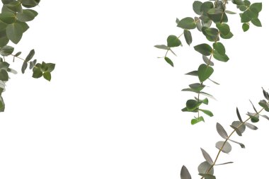 Beyaz arka planda izole edilmiş taze okaliptüs filizi.. 