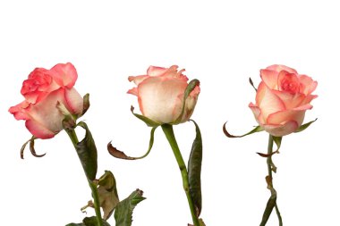 Pembe ve beyaz arkaplanda izole edilmiş güzel bir gül.. 