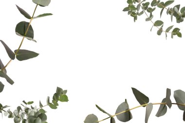 Beyaz arka planda izole edilmiş taze okaliptüs filizi.. 