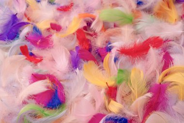 Renkli tüy arka plan, üst manzara. Boşluğu kopyala.