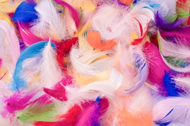 Renkli tüy arka plan, üst manzara. Boşluğu kopyala.