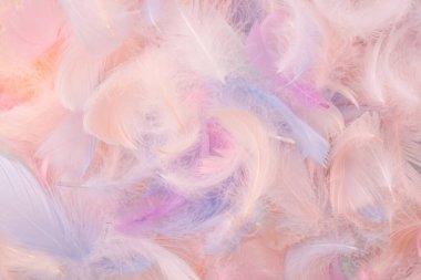 Renkli tüy arka plan, üst manzara. Boşluğu kopyala.