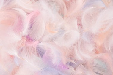 Renkli tüy arka plan, üst manzara. Boşluğu kopyala.