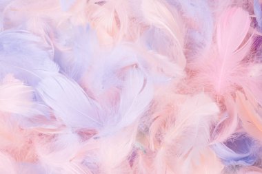 Renkli tüy arka plan, üst manzara. Boşluğu kopyala.