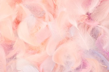 Renkli tüy arka plan, üst manzara. Boşluğu kopyala.