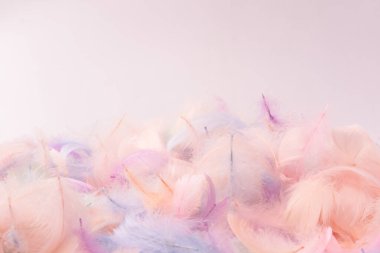 Renkli tüy arka plan, üst manzara. Boşluğu kopyala.