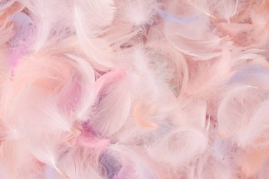 Renkli tüy arka plan, üst manzara. Boşluğu kopyala.