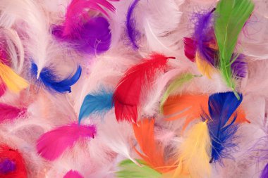 Renkli tüy arka plan, üst manzara. Boşluğu kopyala.