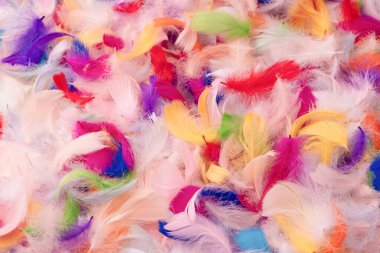 Renkli tüy arka plan, üst manzara. Boşluğu kopyala.