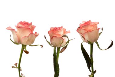 Pembe ve beyaz arkaplanda izole edilmiş güzel bir gül.. 