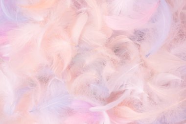 Renkli tüy arka plan, üst manzara. Boşluğu kopyala.